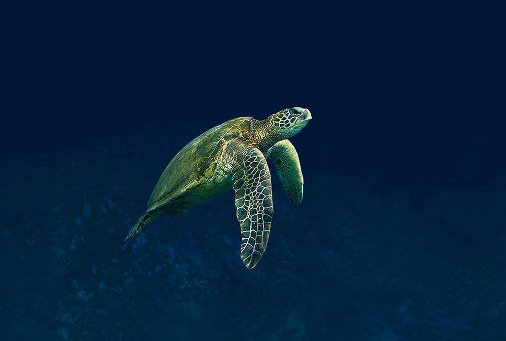 Sumérjase en el océano Sumérjase en el océano